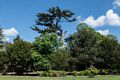 The park has a number of striking trees.<br />May 23, 2016 - Painshill Park, Cobham, Surrey, England.