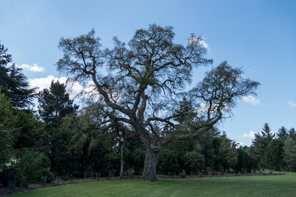 The park has a number of striking trees.<br />May 23, 2016 - Painshill Park, Cobham, Surrey, England.