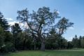 The park has a number of striking trees.<br />May 23, 2016 - Painshill Park, Cobham, Surrey, England.