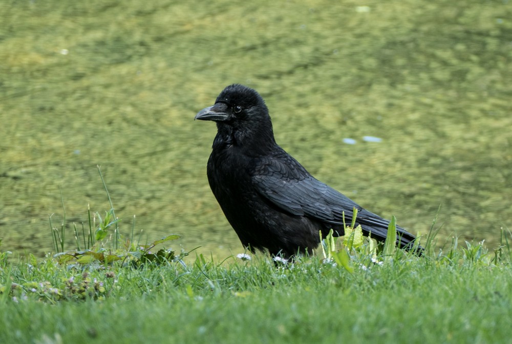 A crow.<br />May 23, 2016 - Painshill Park, Cobham, Surrey, England.