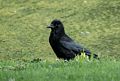 A crow.<br />May 23, 2016 - Painshill Park, Cobham, Surrey, England.