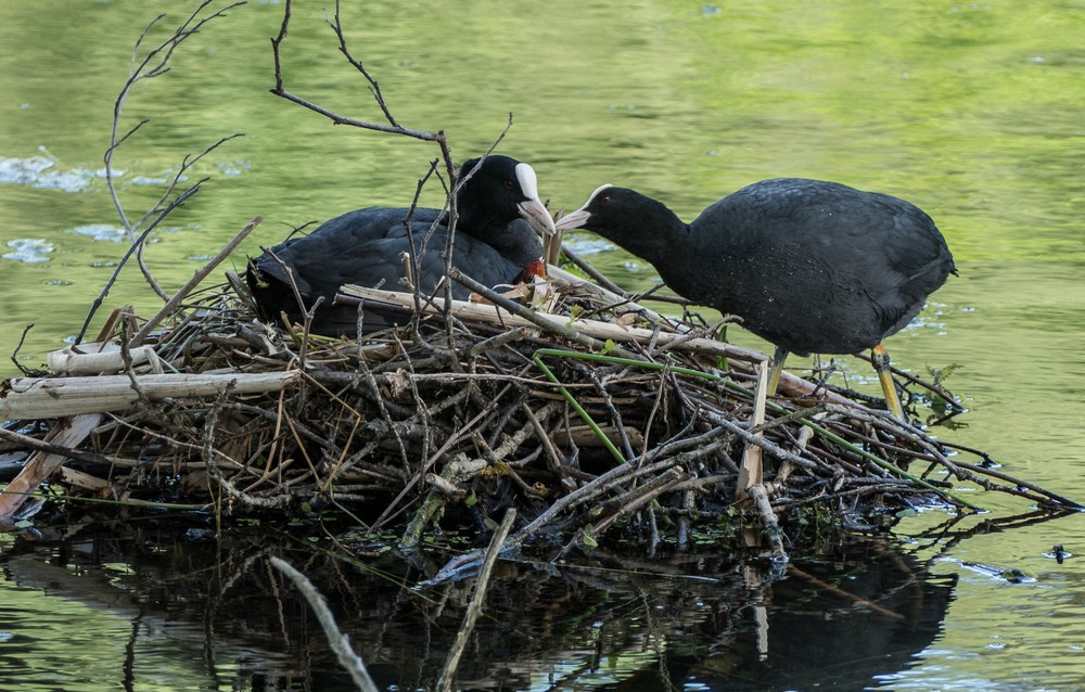 A pair of coots exchanging food for the baby?<br />May 23, 2016 - Painshill Park, Cobham, Surrey, England.