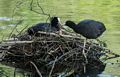 A pair of coots exchanging food for the baby?<br />May 23, 2016 - Painshill Park, Cobham, Surrey, England.