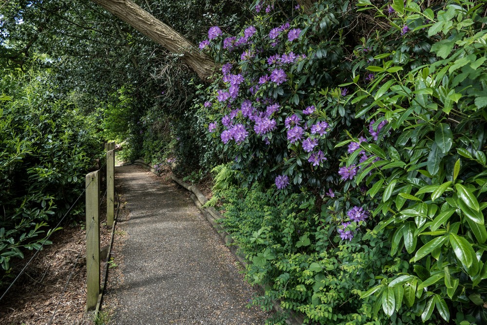 Rhododendrons along the path to the waterwheel.<br />May 23, 2016 - Painshill Park, Cobham, Surrey, England.