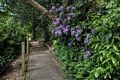 Rhododendrons along the path to the waterwheel.<br />May 23, 2016 - Painshill Park, Cobham, Surrey, England.