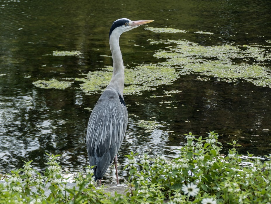 Grey Heron.<br />Saint James Park.<br />May 24, 2016 - London, UK.