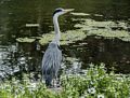 Grey Heron.<br />Saint James Park.<br />May 24, 2016 - London, UK.