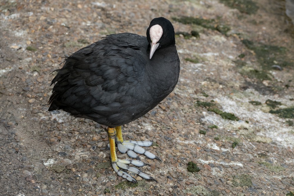 A coot and its odd feet.<br />Saint James Park.<br />May 24, 2016 - London, UK.
