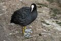 A coot and its odd feet.<br />Saint James Park.<br />May 24, 2016 - London, UK.