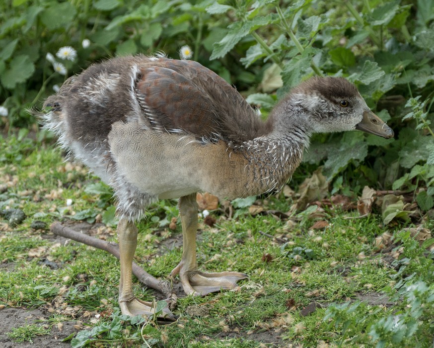 Egyptian gosling?<br />Saint James Park.<br />May 24, 2016 - London, UK.