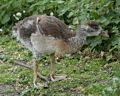 Egyptian gosling?<br />Saint James Park.<br />May 24, 2016 - London, UK.