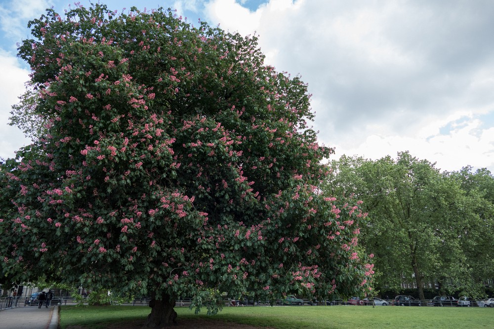 Blooming tree near Buckingham Palace.<br />May 24, 2016 - London, UK.