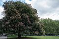 Blooming tree near Buckingham Palace.<br />May 24, 2016 - London, UK.