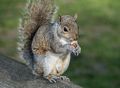 Squirrel in Saint James Park.<br />May 24, 2016 - London, UK.