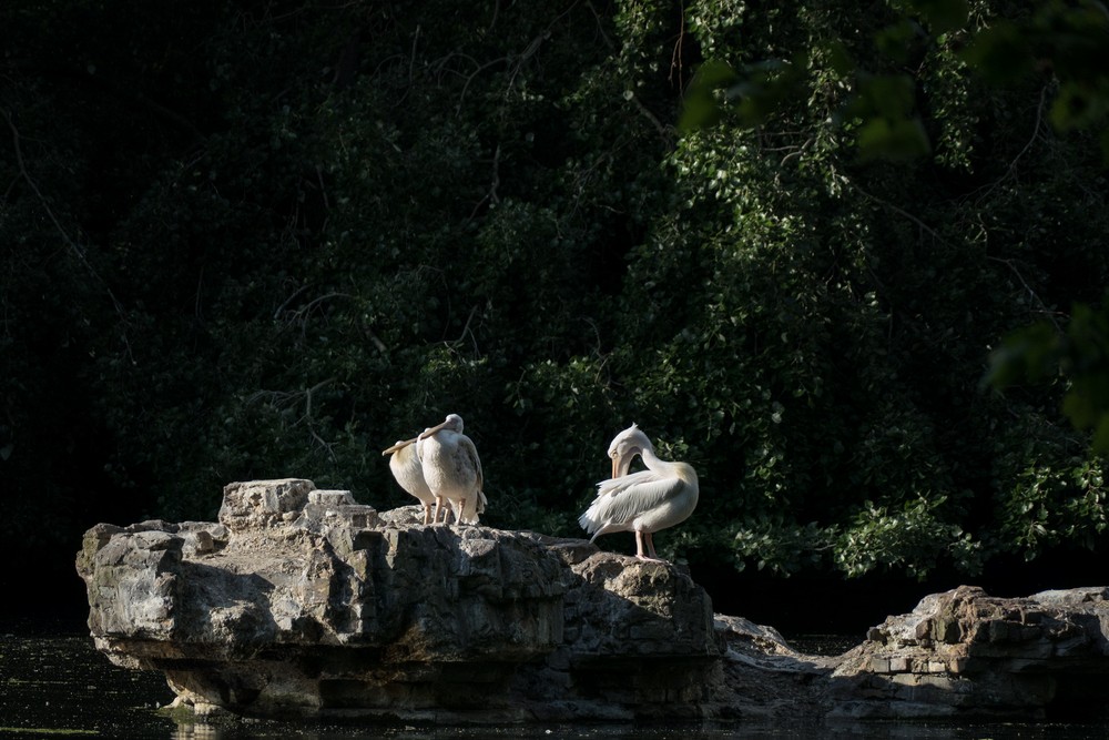 Pelicans in Saint James Park.<br />May 24, 2016 - London, UK.