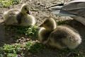 Goslings in Saint James Park.<br />May 24, 2016 - London, UK.
