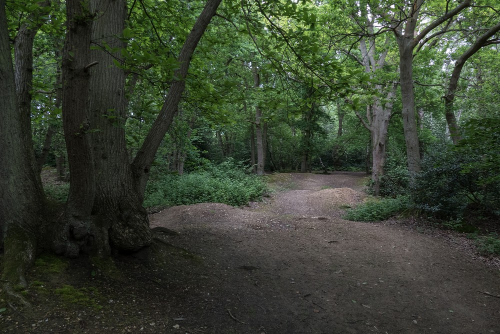 Somewhere in the woods.<br />See Lightroom map or EXIF coordinates for an approximate location.<br />May 25, 2016 - Cobham, Surrey, England.