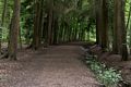 Trail from Black Pond to Portsmouth Road.<br />May 25, 2016 - Esher Common, Surrey, England.