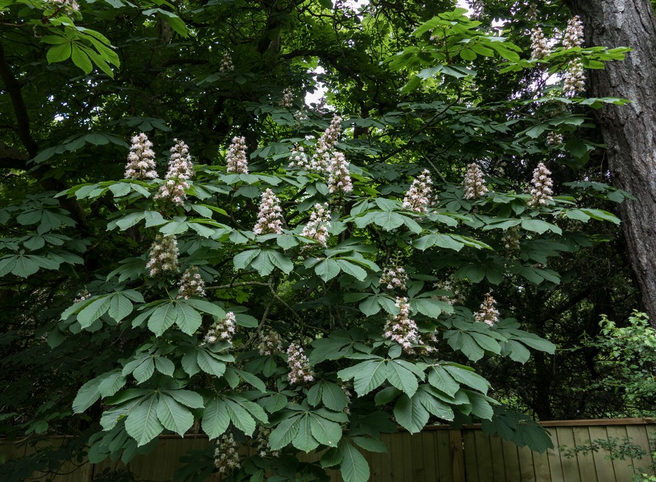 Flowering tree.<br />On Portsmouth Road between Cobham and Esher.<br />May 25, 2016 - Surrey, England.