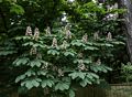 Flowering tree.<br />On Portsmouth Road between Cobham and Esher.<br />May 25, 2016 - Surrey, England.