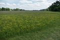 Runnymede Meadows.<br />May 26, 2016 - Between Old Windsor and Egham, England.