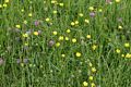 Runnymede Meadows.<br />May 26, 2016 - Between Old Windsor and Egham, England.