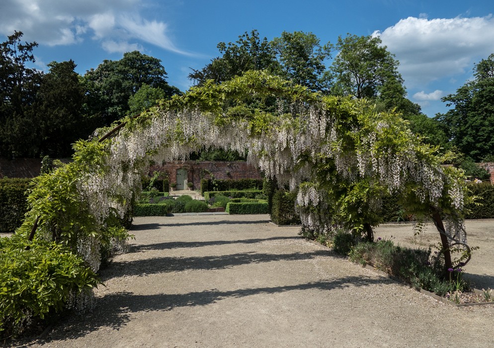 Wisteria?<br />Dorney Court Kitchen Garden.<br />May 26, 2016 - Dorney, England.
