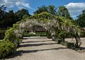 Wisteria?<br />Dorney Court Kitchen Garden.<br />May 26, 2016 - Dorney, England.
