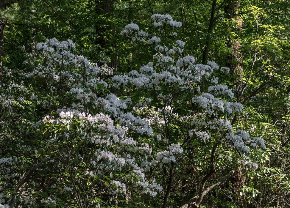 Mountain laurel along the River Trail.<br />June 24, 2016 - Maudslay State Park, Newburyport, Massachusetts.