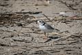 Piping plover.<br />June 25, 2016 - Sandy Point State Reservation, Plum Island, Massachusetts.