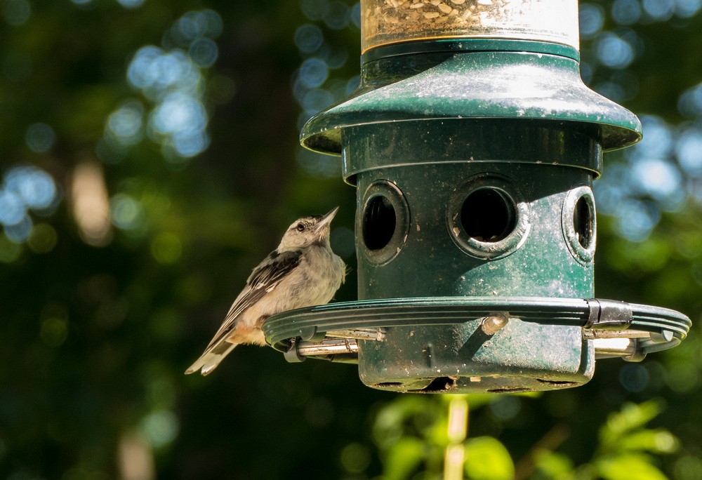 Nuthatch.<br />July 3, 2016 - At home in Merrimac, Massachusetts.