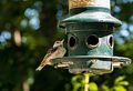 Nuthatch.<br />July 3, 2016 - At home in Merrimac, Massachusetts.