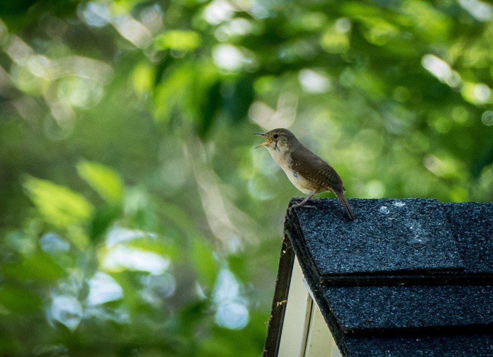Wren on Joyce's studio roof.<br />July 3, 2016 - At home in Merrimac, Massachusetts.
