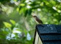 Wren on Joyce's studio roof.<br />July 3, 2016 - At home in Merrimac, Massachusetts.
