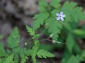 Small purple flower.<br />Powwow River Conservation Area.<br />July 3, 2016 - Amesbury, Massachusetts.