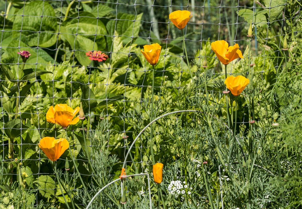 California poppies.<br />Powwow River Conservation Area.<br />July 3, 2016 - Amesbury, Massachusetts.