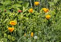 California poppies.<br />Powwow River Conservation Area.<br />July 3, 2016 - Amesbury, Massachusetts.