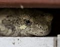 Grey tree frog.<br />July 4, 2016 - At home in Merrimac, Massachusetts.