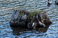 A tree stump.<br />July 19, 2016 - Gumboot Lake, Siskiyou County, California.