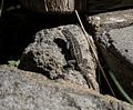 Another lizard.<br />July 20, 2016 - At Le Shahlet in McCloud, California.