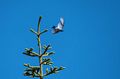 A blue bird just took off from top of tree.<br />Short hike above Panther Meadow parking area.<br />July 20, 2016 - Mount Shasta, California.