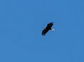 Bald eagle.<br />July 21, 2016 - At Medicine Lake, Siskiyou County, California.