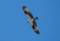 Osprey searching for fish.<br />July 21, 2016 - At Medicine Lake, Siskiyou County, California.