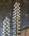 Unusual flowers.<br />July 22, 2016 - Arcata, Calofornia.