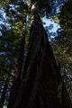 Lady Bird Johnson Grove.<br />July 23, 2016 - Redwood National and State Park, California.
