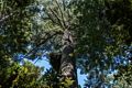 Lady Bird Johnson Grove.<br />July 23, 2016 - Redwood National and State Park, California.