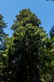 Lady Bird Johnson Grove.<br />July 23, 2016 - Redwood National and State Park, California.