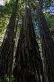 Lady Bird Johnson Grove.<br />July 23, 2016 - Redwood National and State Park, California.