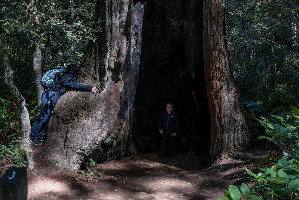 Miranda and Matthew.<br />Lady Bird Johnson Grove.<br />July 23, 2016 - Redwood National and State Park, California.