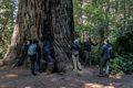 Matthew, Miranda, Joyce, Melody, and Sati.<br />Lady Bird Johnson Grove.<br />July 23, 2016 - Redwood National and State Park, California.